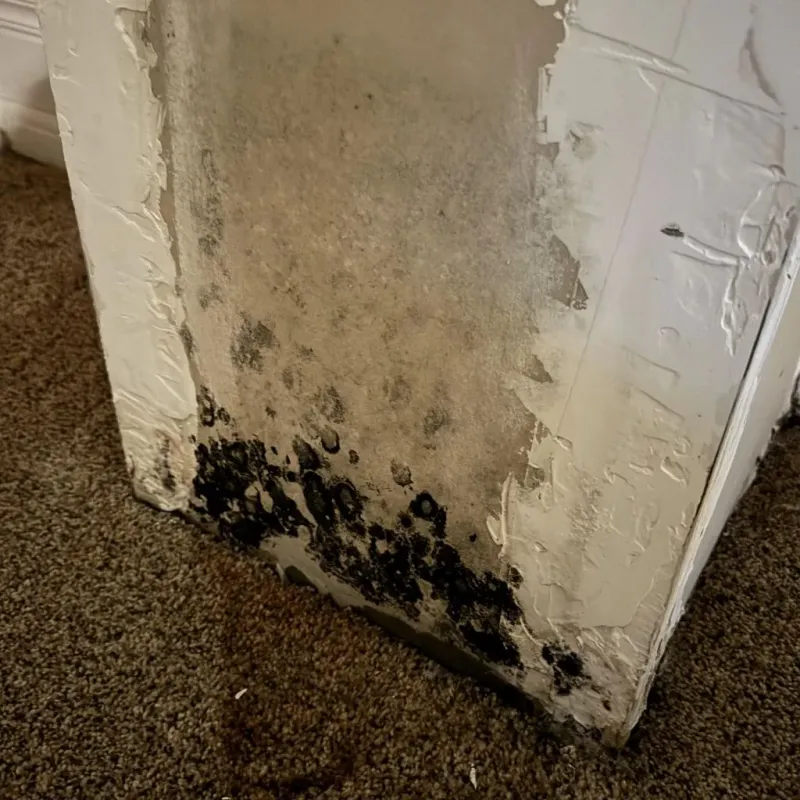 Professional Mold Removal in Combine, TX